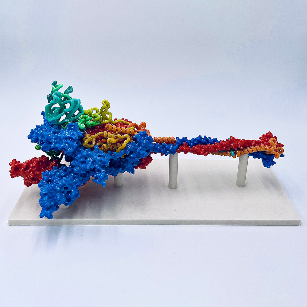 Color print of the SARS-CoV-2 Spike protein on a display stand