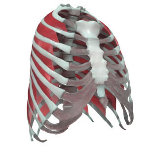 3d model of rib cage with intercostal muscles